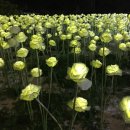 세븐일레븐 밀양원룸센타점 | 경남 밀양시 백민로8길 &lt;LED장미&gt; 세븐일레븐 앞 놀이터 2017.10.19