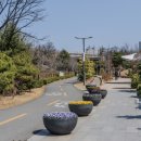 포항상생숲길(효자교회앞) 이미지