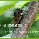 고류선성(高柳蟬聲) 이미지