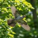 사랑이 머무는 둥지 | 두견새, 울려고 날아와 머무는 7.8월