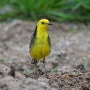 노랑머리 이미지