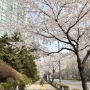 주공마트 | 석촌호수 벚꽃축제 인파 피하고 싶다면? 잠실주공5단지 추천 (실시간 벚꽃현황), SNS 속 명당위치