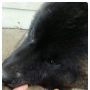 더힐링동물병원 이미지