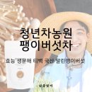 키토란 농원 | 가벼운 내일을 위한 구수한 습관, 청년차농원(청년농원) 국산 팽이버섯차 생분해 티백 혜택 정리