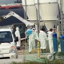 오늘따라청둥오리 이미지