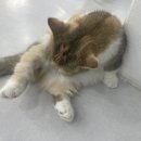 냥이는꿀꿀 이미지