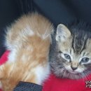 이호동물병원 이미지