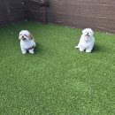 헬로우버디 이미지