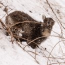 국립공원야생동물보전원 북부보전센터, 폭설속 구조된 산양 5마리를 1년간의 치료와 재활 거쳐 자연의 품으로 방사 이미지