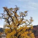 경기도 가볼만한곳 양평 드라이브 코스 산수유마을 갈산공원 외 이미지