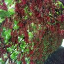 미자농장 이미지