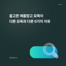 푸름농장2 | 올고른 애플망고 묘목이 ‘정말로’ 다른 묘목과 다른 6가지 이유