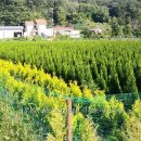 에메랄드그린 이미지