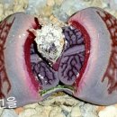 쌍디에 이미지
