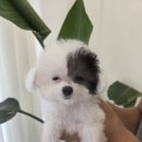 토이파티 | 실버파티 토이푸들 분양｜특별한 컬러, 평생 반려가 되는 아이를 만나는 순간