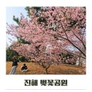 꿈나무공원 | 진해 벚꽃공원 핑크 가와즈벚꽃 실시간 후기