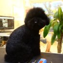 해시도그 이미지