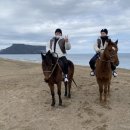 디어댕댕 이미지