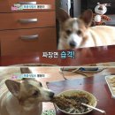 사과반쪽 이미지