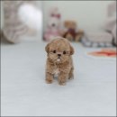 유앤미펫 강아지분양 고양이분양 시흥점 이미지