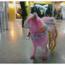 핑크강아지 이미지