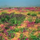 아타카마 사막의 기적과 우리들의 세계광선유포를 위한 기적 3/31 신 이미지