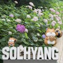 강릉 가볼만한곳 추천! 강릉솔향수목원 수국 후기 (+관람 꿀팁)
