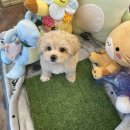 도그마루 강아지고양이 김해창원점 이미지