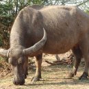 코뿔소한의원 이미지