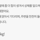 돼지만판다 이미지
