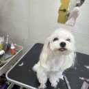 멍헤어 애견미용실 이미지