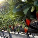 응골축제 이미지