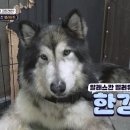 한강켄넬 네이버블로그
