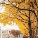 백구초등학교 이미지