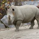 코뿔소 이미지