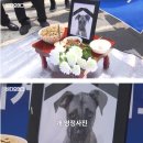우리소우리돼지