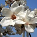 4월 9일의 꽃은 '목련(Kobus magnolia)' 이미지