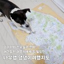 통영세계로병원 | 애견동반여행 전국 일주 준비하기 나우맵 댕댕이여행지도