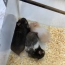 골든햄스터분양 햄츠비 이미지