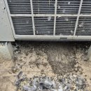 쌍용예가디오션아파트 | 부산 광안리 쌍용예가 디오션 아파트 실외기실 비둘기 퇴치 버드스파이크 시공 후기