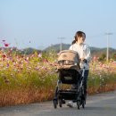 코스모스길 이미지