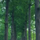 중앙로 메타세콰이아길 이미지