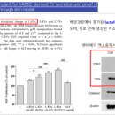아누보스킨 이미지