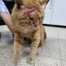 수곡로 노트펫
