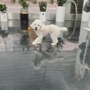 겨우리애견 이미지