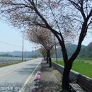 주천면 벚꽃길 이미지