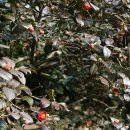 서천 마량리 동백나무 숲 이미지