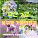 부산 7월 가볼만한곳 꽃구경 리스트 ♡ 태종대수국, 곰내연밭 연꽃, 라벤더 팜(미운영)