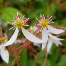 오늘의 탄생화 (2월 8일) 바위취(Saxifrage) 이미지