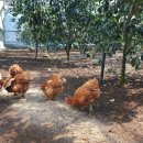 소나농장 이미지